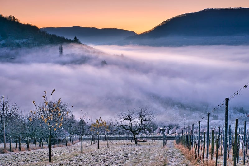 Cape Winelands Vineyard